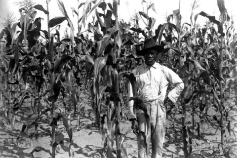 A farmer in a corn field. The Thai for "a farmer in a corn field" is "ชาวนาในทุ่งข้าวโพด". A farmer in a corn field. The Thai for "a farmer in a corn field" is "ชาวนาในทุ่งข้าวโพด".
