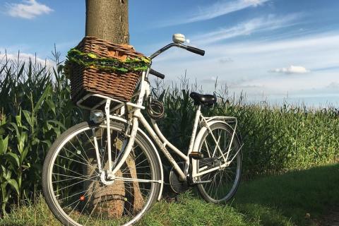A bicycle in a corn field. The Thai for "a bicycle in a corn field" is "รถจักรยานในทุ่งข้าวโพด". A bicycle in a corn field. The Thai for "a bicycle in a corn field" is "รถจักรยานในทุ่งข้าวโพด".