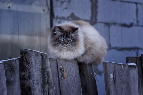 A cat on a fence. The Thai for "a cat on a fence" is "แมวบนรั้ว". A cat on a fence. The Thai for "a cat on a fence" is "แมวบนรั้ว".