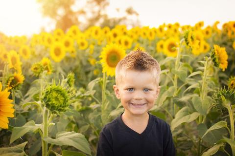 A boy in a sunflower field. The Thai for "a boy in a sunflower field" is "เด็กผู้ชายในทุ่งทานตะวัน". A boy in a sunflower field. The Thai for "a boy in a sunflower field" is "เด็กผู้ชายในทุ่งทานตะวัน".