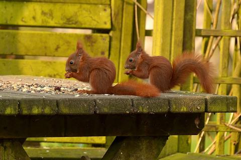 Two squirrels on a table. The Thai for "two squirrels on a table" is "กระรอกสองตัวบนโต๊ะ". Two squirrels on a table. The Thai for "two squirrels on a table" is "กระรอกสองตัวบนโต๊ะ".