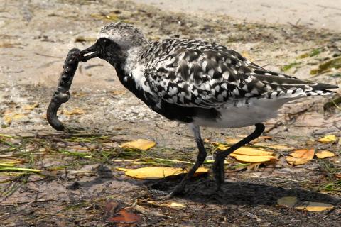 A bird with a worm. The Thai for "a bird with a worm" is "นกกับหนอน". A bird with a worm. The Thai for "a bird with a worm" is "นกกับหนอน".