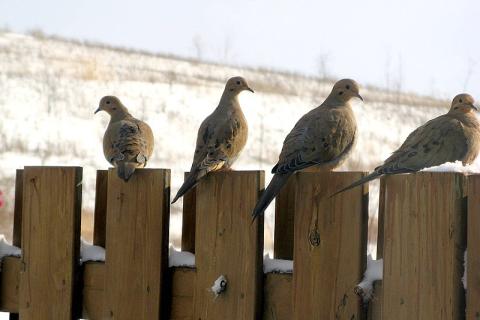 Four birds on a fence. The Thai for "four birds on a fence" is "นกสี่ตัวบนรั้ว". Four birds on a fence. The Thai for "four birds on a fence" is "นกสี่ตัวบนรั้ว".