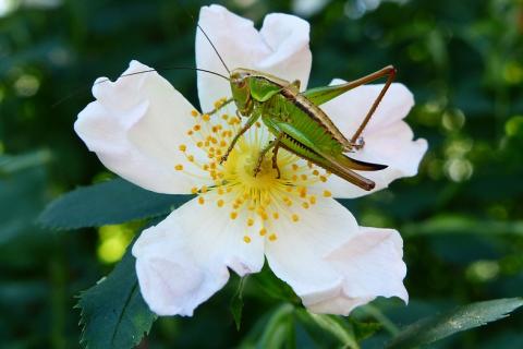 A grasshopper on a white flower. The Thai for "a grasshopper on a white flower" is "ตั๊กแตนบนดอกไม้สีขาว". A grasshopper on a white flower. The Thai for "a grasshopper on a white flower" is "ตั๊กแตนบนดอกไม้สีขาว".