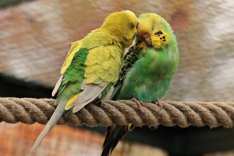 A pair of parrots on a rope. The Thai for "a pair of parrots on a rope" is "นกแก้วหนึ่งคู่บนเชือก". A pair of parrots on a rope. The Thai for "a pair of parrots on a rope" is "นกแก้วหนึ่งคู่บนเชือก".