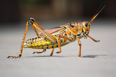 Grasshopper. The Thai for "grasshopper" is "ตั๊กแตน". Grasshopper. The Thai for "grasshopper" is "ตั๊กแตน".