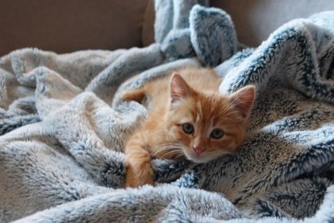 A kitten on a blanket. The Thai for "a kitten on a blanket" is "ลูกแมวบนผ้าห่ม". A kitten on a blanket. The Thai for "a kitten on a blanket" is "ลูกแมวบนผ้าห่ม".