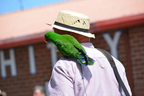 A parrot on an old man’s shoulder. The Thai for "a parrot on an old man’s shoulder" is "นกแก้วบนไหล่ของชายชรา". A parrot on an old man’s shoulder. The Thai for "a parrot on an old man’s shoulder" is "นกแก้วบนไหล่ของชายชรา".