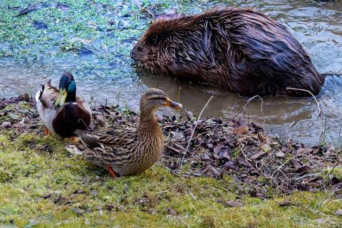 A beaver and two ducks. The Thai for "a beaver and two ducks" is "บีเวอร์และเป็ดสองตัว". A beaver and two ducks. The Thai for "a beaver and two ducks" is "บีเวอร์และเป็ดสองตัว".