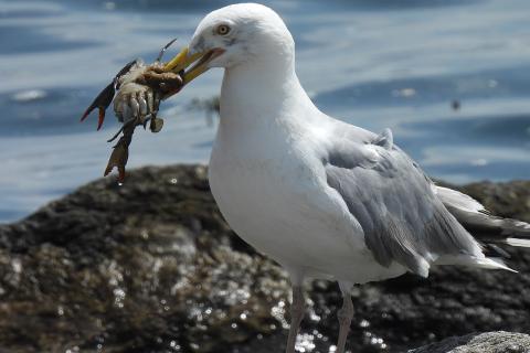 The seagull is eating a crab.. The Thai for "The seagull is eating a crab." is "นกนางนวลกินปู". The seagull is eating a crab.. The Thai for "The seagull is eating a crab." is "นกนางนวลกินปู".