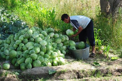 A farmer with a heap of cabbages. The Thai for "a farmer with a heap of cabbages" is "เกษตรกรกับกองกะหล่ำปลี". A farmer with a heap of cabbages. The Thai for "a farmer with a heap of cabbages" is "เกษตรกรกับกองกะหล่ำปลี".