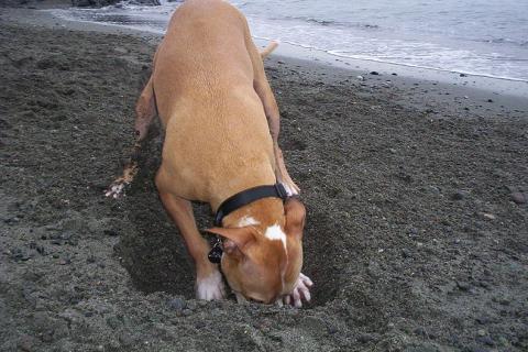 A dog digging a hole on the beach. The Thai for "a dog digging a hole on the beach" is "สุนัขกำลังขุดหลุมบนชายหาด". A dog digging a hole on the beach. The Thai for "a dog digging a hole on the beach" is "สุนัขกำลังขุดหลุมบนชายหาด".