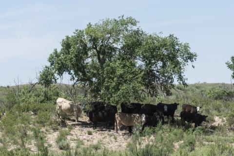 A herd of cows in the shade of a tree. The Thai for "a herd of cows in the shade of a tree" is "ฝูงวัวในร่มไม้". A herd of cows in the shade of a tree. The Thai for "a herd of cows in the shade of a tree" is "ฝูงวัวในร่มไม้".