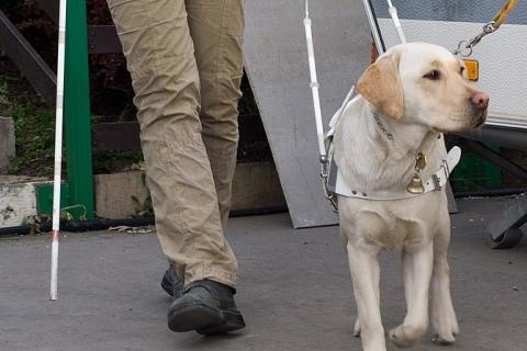 Guide dog. The Thai for "guide dog" is "สุนัขนำทาง". Guide dog. The Thai for "guide dog" is "สุนัขนำทาง".