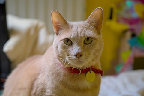 A cat with a red collar. The Thai for "a cat with a red collar" is "แมวกับปลอกคอสีแดง". A cat with a red collar. The Thai for "a cat with a red collar" is "แมวกับปลอกคอสีแดง".