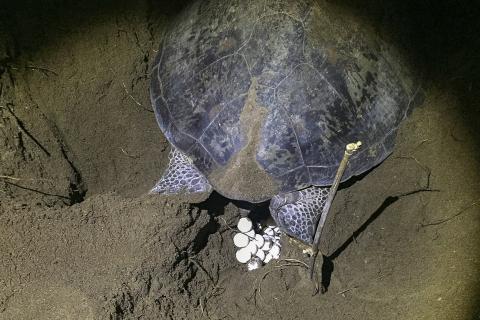 A turtle with turtle eggs. The Thai for "a turtle with turtle eggs" is "เต่ากับไข่เต่า". A turtle with turtle eggs. The Thai for "a turtle with turtle eggs" is "เต่ากับไข่เต่า".