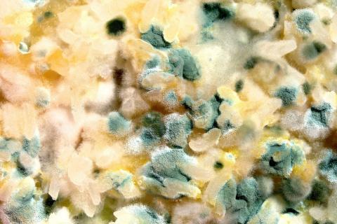Mould. The Thai for "mould" is "รา". Mould. The Thai for "mould" is "รา".