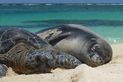 A turtle and a seal on the beach. The Thai for "a turtle and a seal on the beach" is "เต่าและแมวน้ำบนชายหาด". A turtle and a seal on the beach. The Thai for "a turtle and a seal on the beach" is "เต่าและแมวน้ำบนชายหาด".