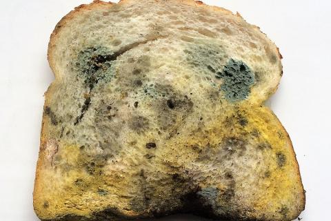 A slice of mouldy bread. The Thai for "a slice of mouldy bread" is "ขนมปังแผ่นขึ้นรา". A slice of mouldy bread. The Thai for "a slice of mouldy bread" is "ขนมปังแผ่นขึ้นรา".