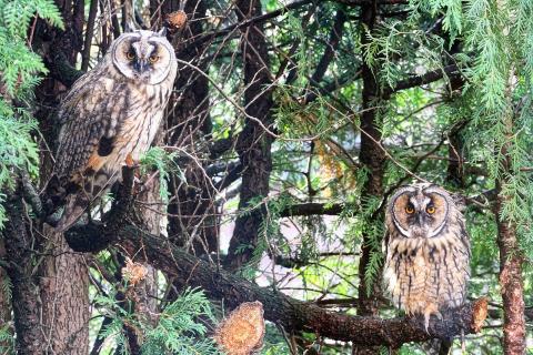Two owls on a tree. The Thai for "two owls on a tree" is "นกฮูกสองตัวบนต้นไม้". Two owls on a tree. The Thai for "two owls on a tree" is "นกฮูกสองตัวบนต้นไม้".