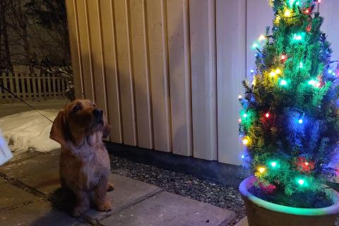 A dog looking at a Christmas tree. The Thai for "a dog looking at a Christmas tree" is "สุนัขกำลังดูต้นคริสต์มาส". A dog looking at a Christmas tree. The Thai for "a dog looking at a Christmas tree" is "สุนัขกำลังดูต้นคริสต์มาส".