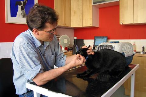 A vet with a black cat. The Thai for "a vet with a black cat" is "สัตวแพทย์กับแมวดำ". A vet with a black cat. The Thai for "a vet with a black cat" is "สัตวแพทย์กับแมวดำ".
