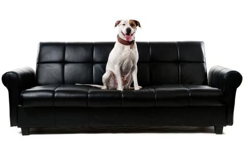 A dog sitting on a black sofa. The Thai for "a dog sitting on a black sofa" is "สุนัขนั่งบนโซฟาสีดำ". A dog sitting on a black sofa. The Thai for "a dog sitting on a black sofa" is "สุนัขนั่งบนโซฟาสีดำ".