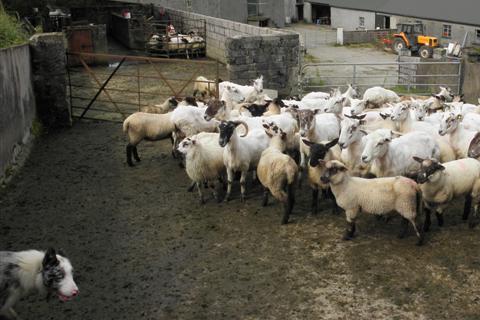 Sheep pen. The Thai for "sheep pen" is "คอกแกะ". Sheep pen. The Thai for "sheep pen" is "คอกแกะ".