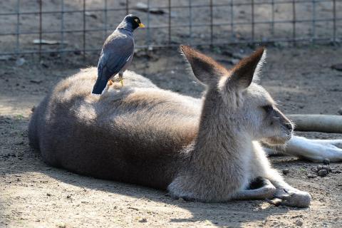 A bird on a kangaroo’s back. The Thai for "a bird on a kangaroo’s back" is "นกบนหลังจิงโจ้". A bird on a kangaroo’s back. The Thai for "a bird on a kangaroo’s back" is "นกบนหลังจิงโจ้".