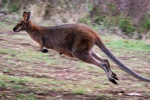 A kangaroo jumping. The Thai for "a kangaroo jumping" is "จิงโจ้กระโดด". A kangaroo jumping. The Thai for "a kangaroo jumping" is "จิงโจ้กระโดด".