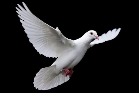 Pigeon; dove. The Thai for "pigeon; dove" is "นกพิราบ". Pigeon; dove. The Thai for "pigeon; dove" is "นกพิราบ".