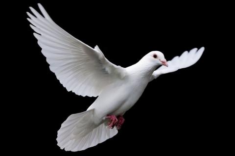 Pigeon; dove. The Thai for "pigeon; dove" is "พิราบ". Pigeon; dove. The Thai for "pigeon; dove" is "พิราบ".