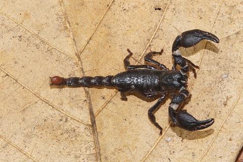 A scorpion on a dry leaf. The Thai for "a scorpion on a dry leaf" is "แมงป่องบนใบไม้แห้ง". A scorpion on a dry leaf. The Thai for "a scorpion on a dry leaf" is "แมงป่องบนใบไม้แห้ง".