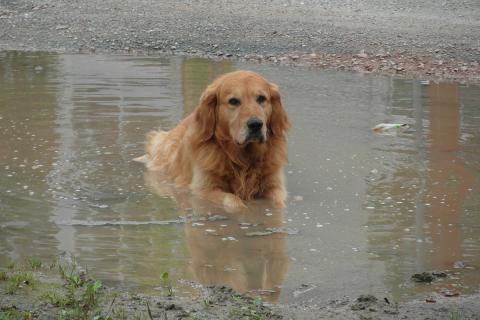 A dog in a puddle. The Thai for "a dog in a puddle" is "สุนัขในแอ่งน้ำ". A dog in a puddle. The Thai for "a dog in a puddle" is "สุนัขในแอ่งน้ำ".