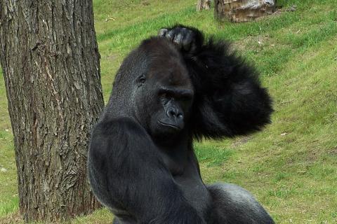 A gorilla scratching its head. The Thai for "a gorilla scratching its head" is "กอริลล่าเกาหัวของมัน".