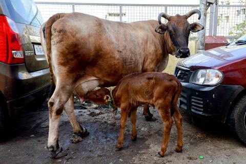 A calf suckling milk from her mother. The Thai for "a calf suckling milk from her mother" is "ลูกวัวดูดนมจากแม่วัว". A calf suckling milk from her mother. The Thai for "a calf suckling milk from her mother" is "ลูกวัวดูดนมจากแม่วัว".