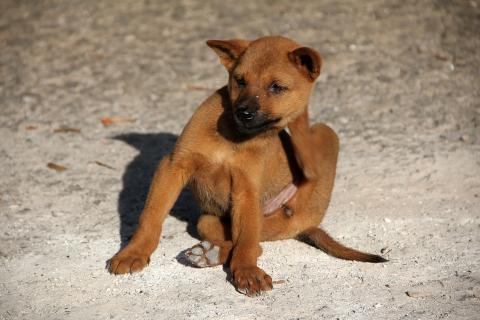 A puppy scratching its head. The Thai for "a puppy scratching its head" is "ลูกหมาเกาหัวของมัน". A puppy scratching its head. The Thai for "a puppy scratching its head" is "ลูกหมาเกาหัวของมัน".