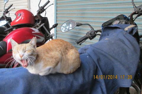 A cat yawning on a motorbike. The Thai for "a cat yawning on a motorbike" is "แมวหาวบนมอร์เตอร์ไซค์". A cat yawning on a motorbike. The Thai for "a cat yawning on a motorbike" is "แมวหาวบนมอร์เตอร์ไซค์".