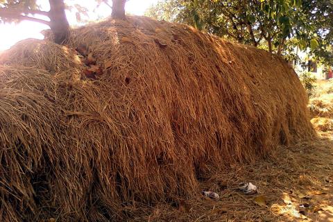 Haystack. The Thai for "haystack" is "กองฟาง". Haystack. The Thai for "haystack" is "กองฟาง".
