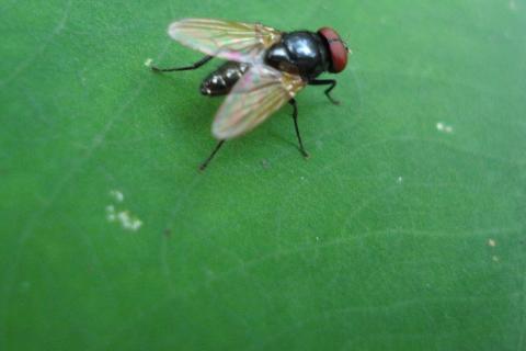 Fly; housefly. The Thai for "fly; housefly" is "แมลงวัน". Fly; housefly. The Thai for "fly; housefly" is "แมลงวัน".