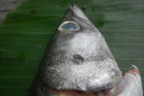 A fly on a fish head. The Thai for "a fly on a fish head" is "แมลงวันบนหัวปลา". A fly on a fish head. The Thai for "a fly on a fish head" is "แมลงวันบนหัวปลา".