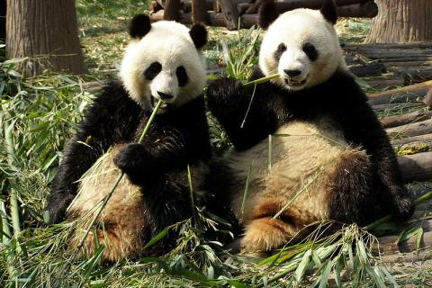 Two pandas eating bamboo. The Thai for "two pandas eating bamboo" is "แพนด้าสองตัวกินไผ่". Two pandas eating bamboo. The Thai for "two pandas eating bamboo" is "แพนด้าสองตัวกินไผ่".