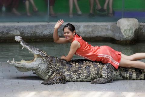 A woman showing herself lying on a crocodile’s back. The Thai for "a woman showing herself lying on a crocodile’s back" is "ผู้หญิงโชว์การนอนบนหลังจระเข้". A woman showing herself lying on a crocodile’s back. The Thai for "a woman showing herself lying on a crocodile’s back" is "ผู้หญิงโชว์การนอนบนหลังจระเข้".