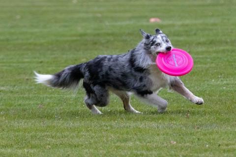 A dog holding a frisbee. The Thai for "a dog holding a frisbee" is "สุนัขคาบจานบิน". A dog holding a frisbee. The Thai for "a dog holding a frisbee" is "สุนัขคาบจานบิน".