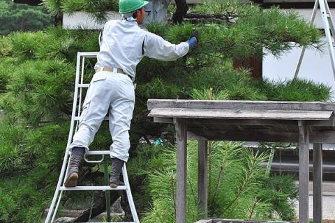 A gardener on a ladder cutting down trees. The Thai for "a gardener on a ladder cutting down trees" is "คนสวนตัดต้นไม้บนบันได". A gardener on a ladder cutting down trees. The Thai for "a gardener on a ladder cutting down trees" is "คนสวนตัดต้นไม้บนบันได".