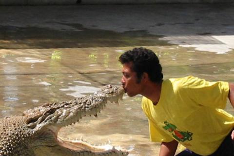 A man showing himself kissing a crocodile. The Thai for "a man showing himself kissing a crocodile" is "ผู้ชายโชว์การจูบกับจระเข้". A man showing himself kissing a crocodile. The Thai for "a man showing himself kissing a crocodile" is "ผู้ชายโชว์การจูบกับจระเข้".