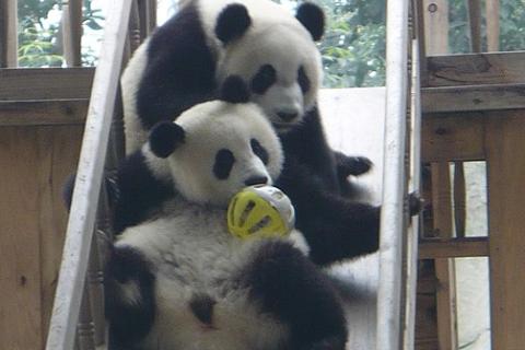 Two pandas on a slide. The Thai for "two pandas on a slide" is "แพนด้าสองตัวบนสไลเดอร์". Two pandas on a slide. The Thai for "two pandas on a slide" is "แพนด้าสองตัวบนสไลเดอร์".