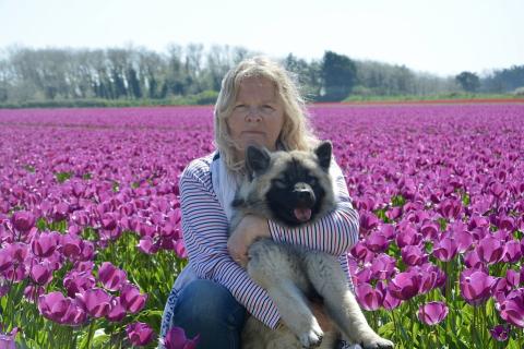A woman and her dog in the purple tulip field. The Thai for "a woman and her dog in the purple tulip field" is "ผู้หญิงกับสุนัขของเธอในทุ่งทิวลิปม่วง". A woman and her dog in the purple tulip field. The Thai for "a woman and her dog in the purple tulip field" is "ผู้หญิงกับสุนัขของเธอในทุ่งทิวลิปม่วง".