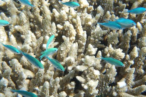 A shoal of fish and some coral. The Thai for "a shoal of fish and some coral" is "ฝูงปลาและปะการัง". A shoal of fish and some coral. The Thai for "a shoal of fish and some coral" is "ฝูงปลาและปะการัง".