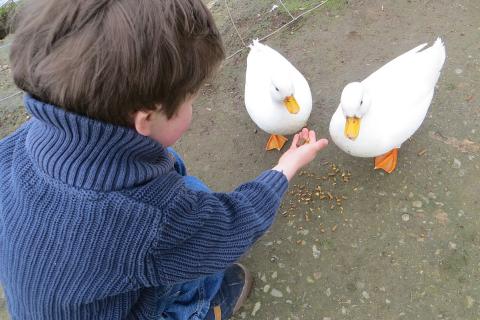 A boy feeding two white ducks. The Thai for "a boy feeding two white ducks" is "เด็กผู้ชายให้อาหารเป็ดสีขาวสองตัว". A boy feeding two white ducks. The Thai for "a boy feeding two white ducks" is "เด็กผู้ชายให้อาหารเป็ดสีขาวสองตัว".